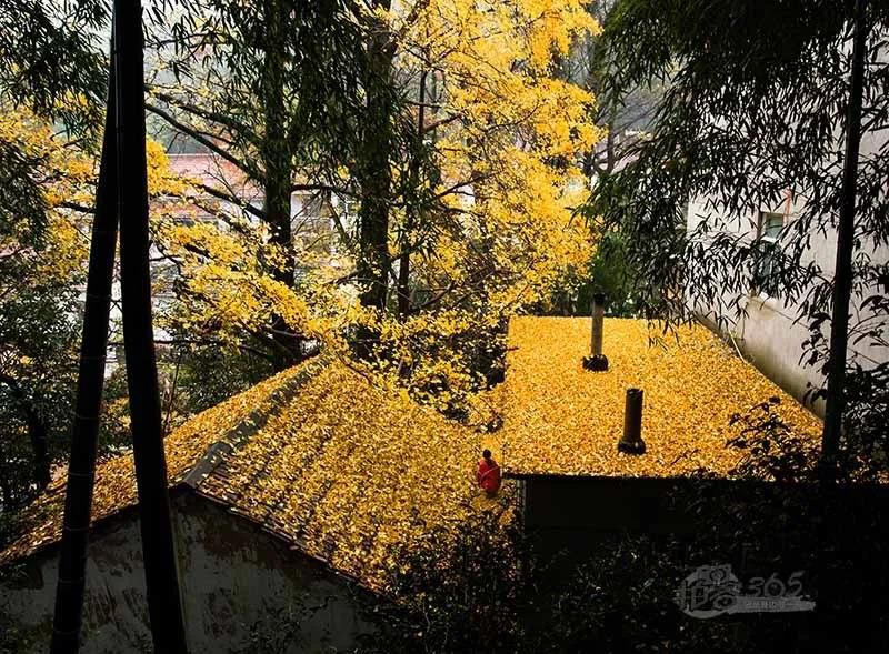 黃葉紛飛、夕陽晚照.jpg 黃葉紛飛、夕陽晚照.jpg